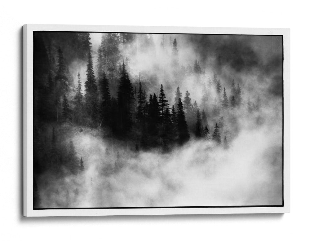 Árboles del bosque brumoso - Jacek Stefan | Cuadro decorativo de Canvas Lab
