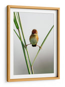Ave crestada curiosa - Lina Gunawan | Cuadro decorativo de Canvas Lab