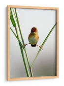 Ave crestada curiosa - Lina Gunawan | Cuadro decorativo de Canvas Lab