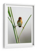Ave crestada curiosa - Lina Gunawan | Cuadro decorativo de Canvas Lab