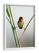 Ave crestada curiosa - Lina Gunawan | Cuadro decorativo de Canvas Lab