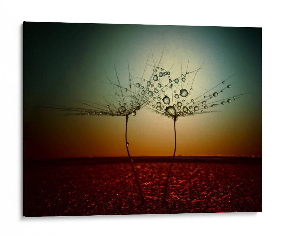 Gotas de rocío de diente de león al atardecer - Dimitar Lazarov - | Cuadro decorativo de Canvas Lab