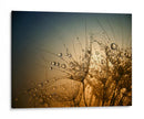 Semillas de diente de león relucientes - Dimitar Lazarov - | Cuadro decorativo de Canvas Lab
