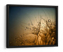 Semillas de diente de león relucientes - Dimitar Lazarov - | Cuadro decorativo de Canvas Lab