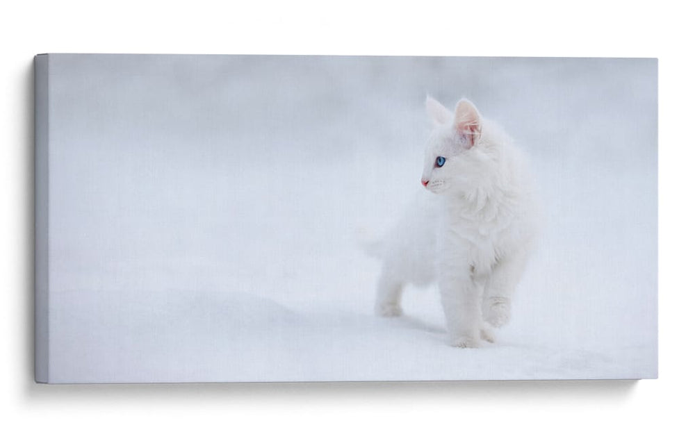 Gatito blanco en la nieve - Esmee Prexus | Cuadro decorativo de Canvas Lab