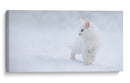 Gatito blanco en la nieve - Esmee Prexus | Cuadro decorativo de Canvas Lab