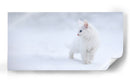 Gatito blanco en la nieve - Esmee Prexus | Cuadro decorativo de Canvas Lab