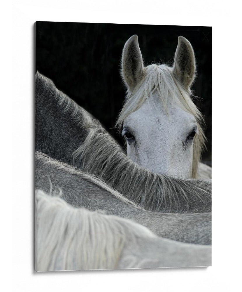Caballo curioso asomándose - Milan Malovrh | Cuadro decorativo de Canvas Lab