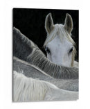 Caballo curioso asomándose - Milan Malovrh | Cuadro decorativo de Canvas Lab