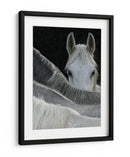 Caballo curioso asomándose - Milan Malovrh | Cuadro decorativo de Canvas Lab