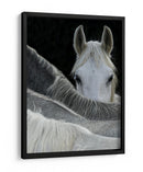 Caballo curioso asomándose - Milan Malovrh | Cuadro decorativo de Canvas Lab