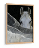 Caballo curioso asomándose - Milan Malovrh | Cuadro decorativo de Canvas Lab