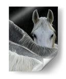 Caballo curioso asomándose - Milan Malovrh | Cuadro decorativo de Canvas Lab