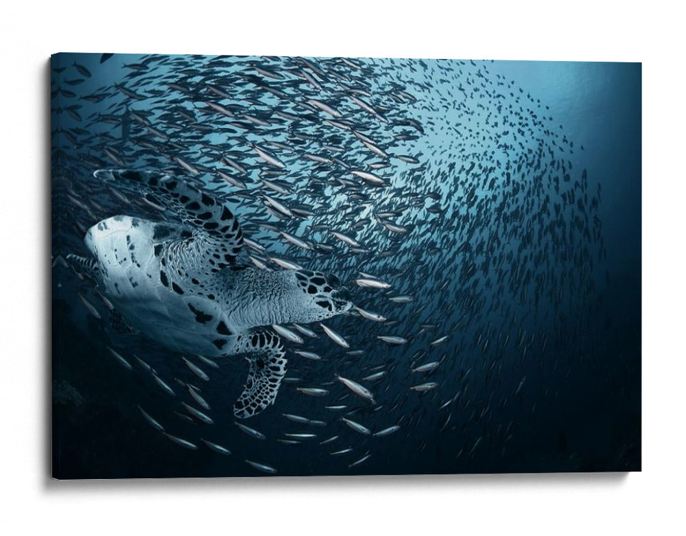 Escuela de tortugas marinas majestuosas - Andrey Narchuk | Cuadro decorativo de Canvas Lab