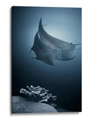 Mantarrayas sobre coral - Andrey Narchuk | Cuadro decorativo de Canvas Lab