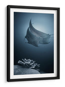 Mantarrayas sobre coral - Andrey Narchuk | Cuadro decorativo de Canvas Lab