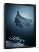 Mantarrayas sobre coral - Andrey Narchuk | Cuadro decorativo de Canvas Lab