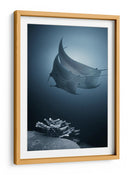 Mantarrayas sobre coral - Andrey Narchuk | Cuadro decorativo de Canvas Lab