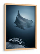 Mantarrayas sobre coral - Andrey Narchuk | Cuadro decorativo de Canvas Lab