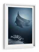 Mantarrayas sobre coral - Andrey Narchuk | Cuadro decorativo de Canvas Lab