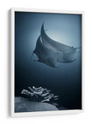 Mantarrayas sobre coral - Andrey Narchuk | Cuadro decorativo de Canvas Lab