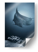 Mantarrayas sobre coral - Andrey Narchuk | Cuadro decorativo de Canvas Lab