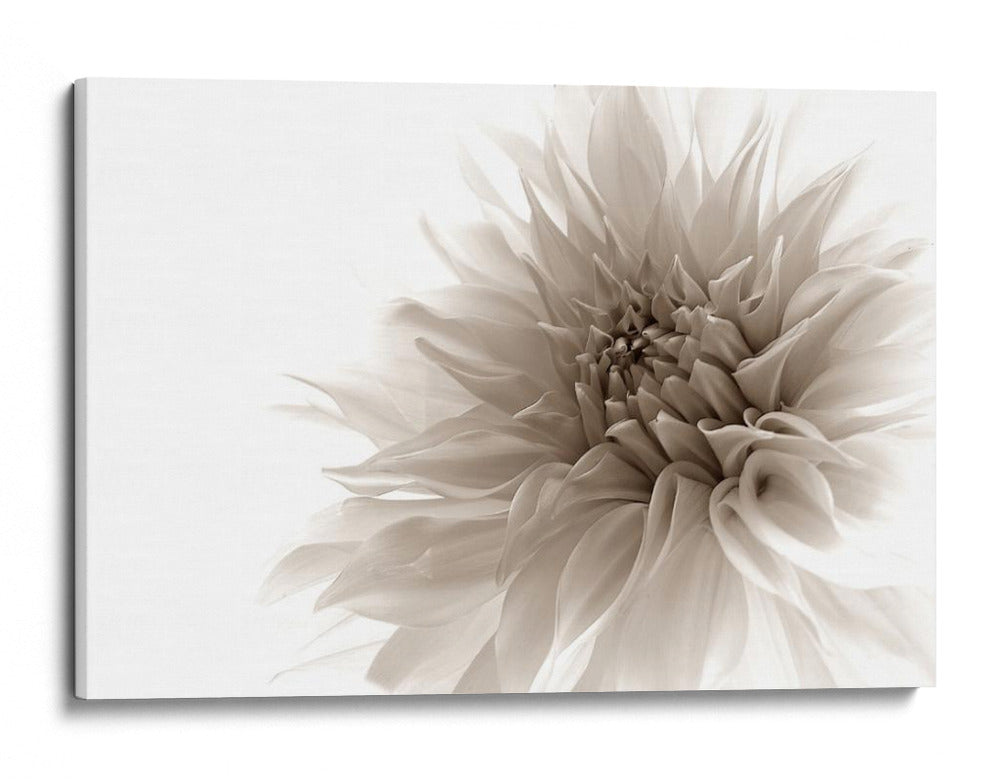 Suave flor de dalia - Priska Wettstein | Cuadro decorativo de Canvas Lab