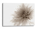 Suave flor de dalia - Priska Wettstein | Cuadro decorativo de Canvas Lab