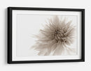 Suave flor de dalia - Priska Wettstein | Cuadro decorativo de Canvas Lab