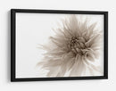 Suave flor de dalia - Priska Wettstein | Cuadro decorativo de Canvas Lab