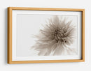 Suave flor de dalia - Priska Wettstein | Cuadro decorativo de Canvas Lab