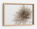 Suave flor de dalia - Priska Wettstein | Cuadro decorativo de Canvas Lab