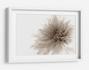 Suave flor de dalia - Priska Wettstein | Cuadro decorativo de Canvas Lab