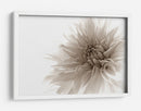 Suave flor de dalia - Priska Wettstein | Cuadro decorativo de Canvas Lab