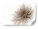 Suave flor de dalia - Priska Wettstein | Cuadro decorativo de Canvas Lab