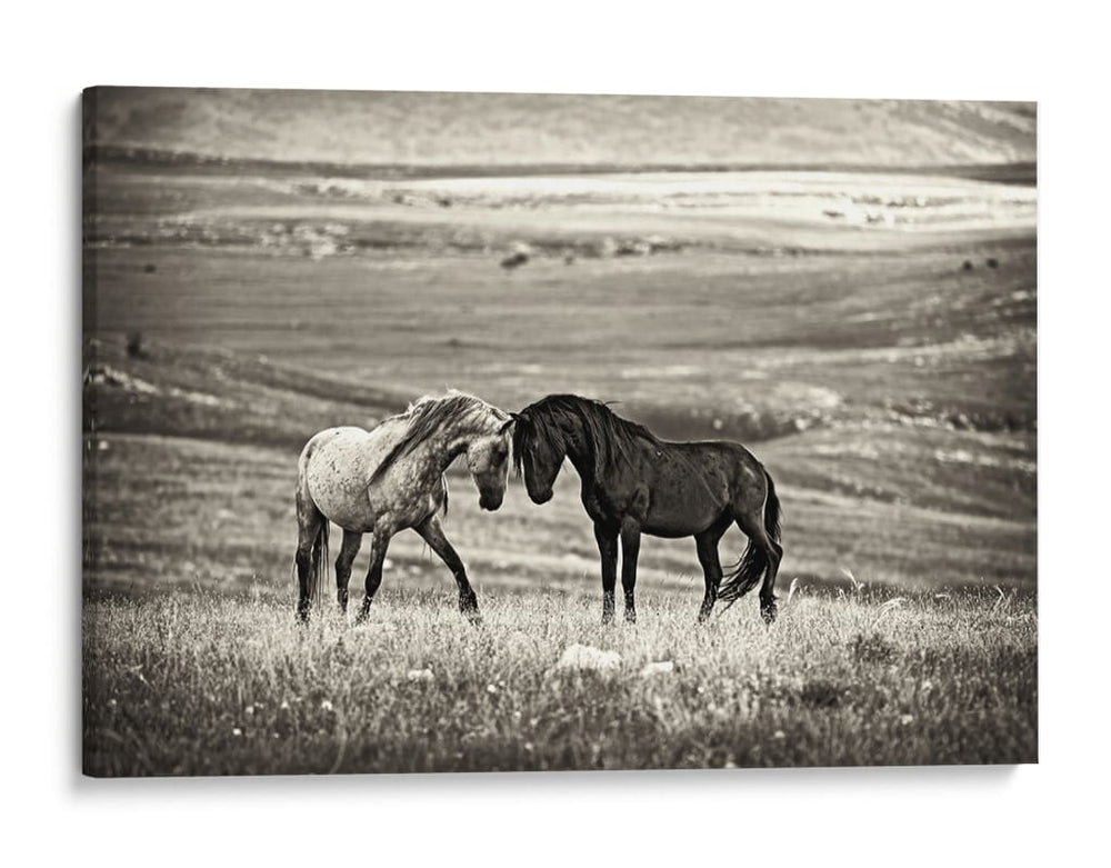 Caballos salvajes juntos - Vedran Vidak | Cuadro decorativo de Canvas Lab