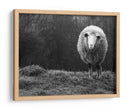 Retrato de una oveja lanuda - Ajven | Cuadro decorativo de Canvas Lab