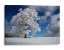 Árbol de invierno congelado - Nicolas Schumacher | Cuadro decorativo de Canvas Lab