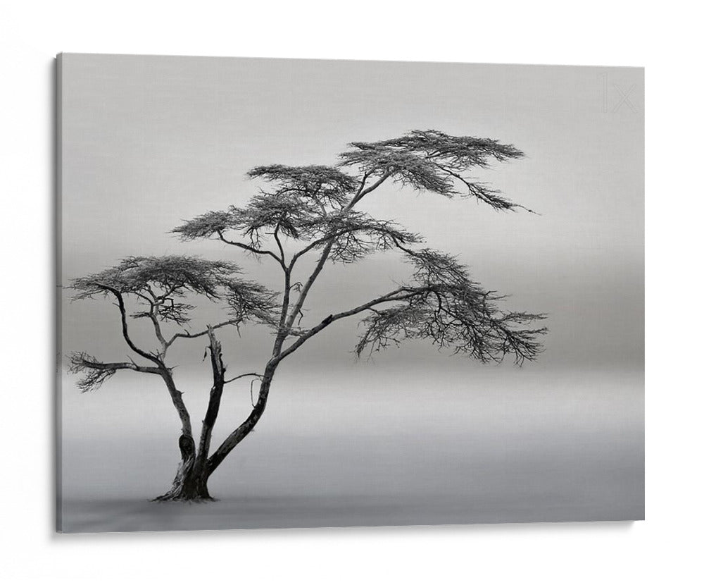 Paisaje de árbol solitario - Piet Flour | Cuadro decorativo de Canvas Lab