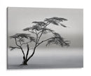 Paisaje de árbol solitario - Piet Flour | Cuadro decorativo de Canvas Lab