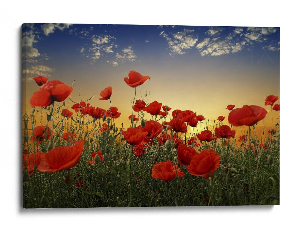 Campo de amapolas al atardecer - Albena Markova | Cuadro decorativo de Canvas Lab