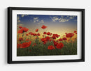 Campo de amapolas al atardecer - Albena Markova | Cuadro decorativo de Canvas Lab