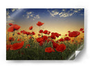 Campo de amapolas al atardecer - Albena Markova | Cuadro decorativo de Canvas Lab