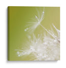 Macro de diente de león - Hilde Ghesquiere | Cuadro decorativo de Canvas Lab