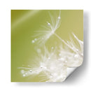 Macro de diente de león - Hilde Ghesquiere | Cuadro decorativo de Canvas Lab