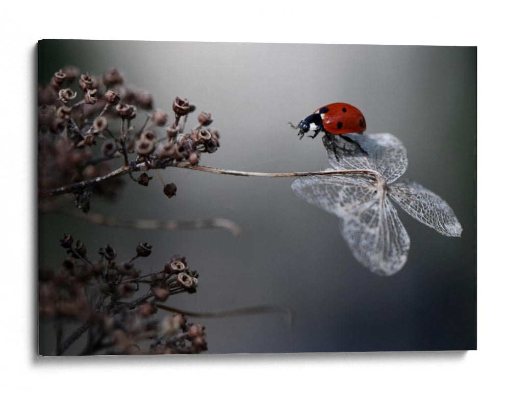 Serenidad de mariquita roja - Ellen van Deelen | Cuadro decorativo de Canvas Lab