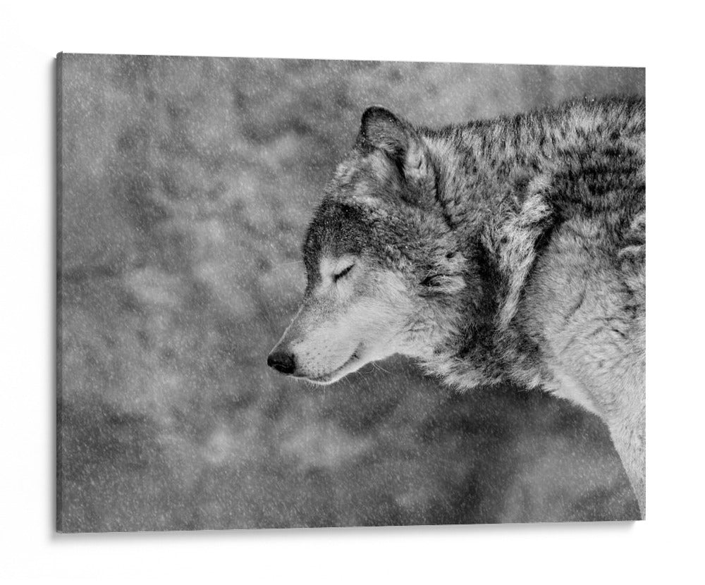 Lobo sereno invernal - Victoria Glinka | Cuadro decorativo de Canvas Lab