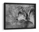 Lobo sereno invernal - Victoria Glinka | Cuadro decorativo de Canvas Lab