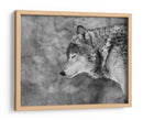 Lobo sereno invernal - Victoria Glinka | Cuadro decorativo de Canvas Lab