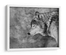 Lobo sereno invernal - Victoria Glinka | Cuadro decorativo de Canvas Lab